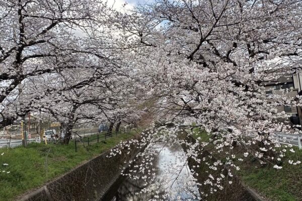 ボスと散歩中に桜が咲いていました🌸