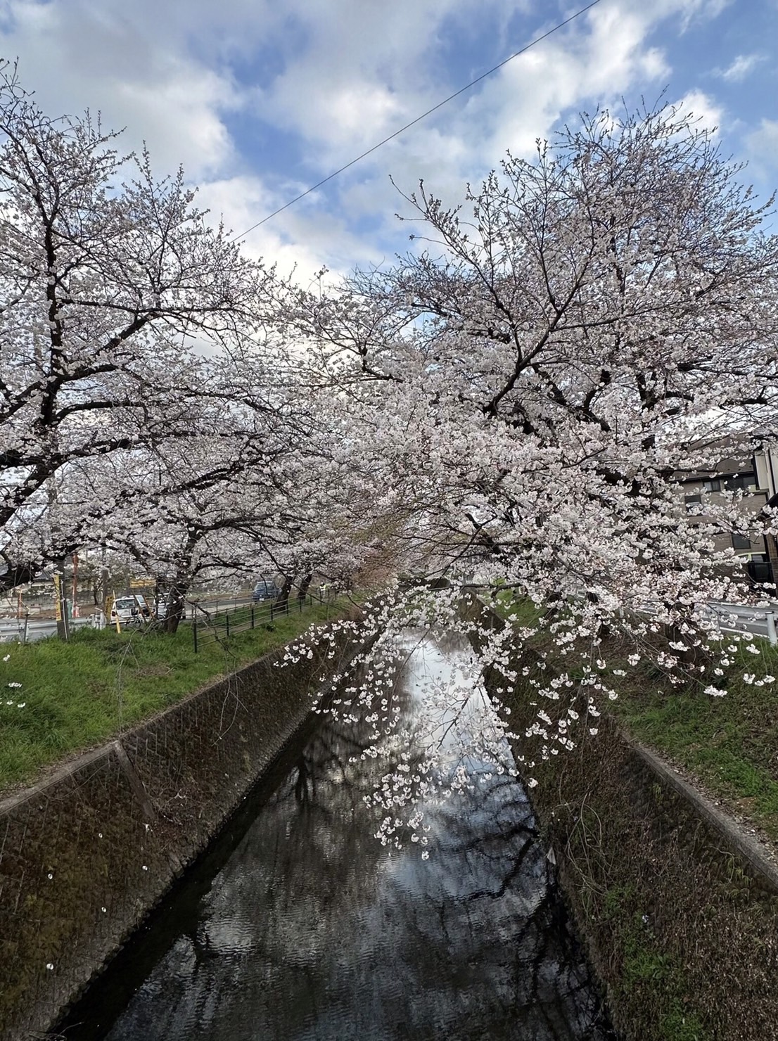 ボスと散歩中に桜が咲いていました🌸