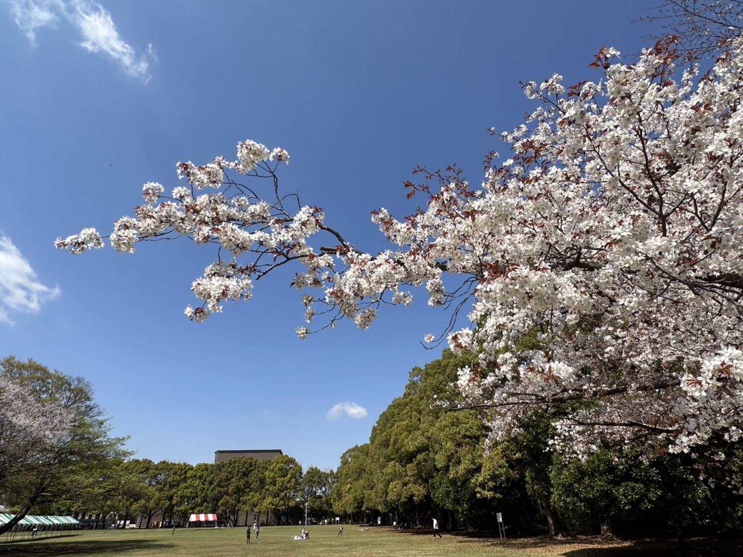 お花見に行ってきました🌸