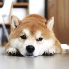 メディア情報：はち会長のお仕事の様子がメディアで取り上げられました